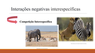 Interações negativas interespecíficas
Competição Interespecífica
https://escolaeducacao.com.br/competicao-intraespecifica-e-interespecifica/
https://escolakids.uol.com.br/ciencias/competicao.htm
 
