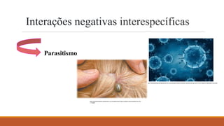 Interações negativas interespecíficas
Parasitismo
https://maranhaohoje.com/descobridor-do-virus-da-aids-e-premio-nobel-de-medicina-diz-que-covid-19-foi-criado-em-laboratorio-na-china/
https://diariodonordeste.verdesmares.com.br/regiao/verao-exige-cuidados-contra-parasitas-em-cao-
1.1158541
 
