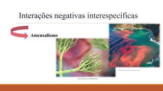 Interações negativas interespecíficas
Amensalismo
https://www.preparaenem.com/biologia/penicilina.htm
http://www.klimanaturali.org/2011/03/antibiose-ou-amensalismo-relacao.html
 