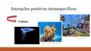 Interações positivas intraespecíficas
Colônias
https://www.biologianet.com/ecologia/colonias.htm
https://www.biologianet.com/ecologia/colonias.htm
https://escolakids.uol.com.br/ciencias/colonias.htmhttps://escolakids.uol.com.br/ciencias/colon
ias.htm
 