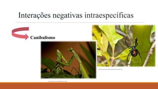 Interações negativas intraespecíficas
Canibalismo
https://pt.dreamstime.com/photos-images/da-aranha-viuva-negra.html
https://gizmodo.uol.com.br/canibalismo-louva-a-deus/
 