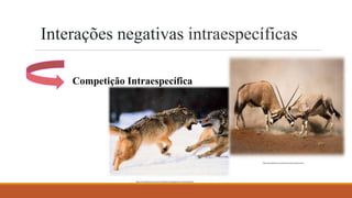 Interações negativas intraespecíficas
Competição Intraespecífica
https://escolakids.uol.com.br/ciencias/competicao.htm
https://escolaeducacao.com.br/competicao-intraespecifica-e-interespecifica/
 