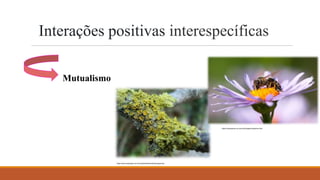 Interações positivas interespecíficas
Mutualismo
https://brasilescola.uol.com.br/biologia/mutualismo.htm/
https://www.sobiologia.com.br/conteudos/Reinos/biofungos4.php
 