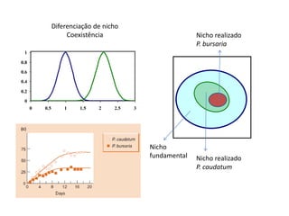 Diferenciação de nicho
                     Coexistência                           Nicho realizado
                                                            P. bursaria
 1

0.8
0.6
0.4

0.2
 0
      0   0.5       1    1.5   2    2.5   3




                                              Nicho
                                              fundamental   Nicho realizado
                                                            P. caudatum
 