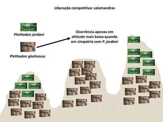 Liberação competitiva: salamandras




                                   Ocorrência apenas em
  Plethodon jordani
                                altitude mais baixa quando
                                em simpatria com P. jordani


Plethodon glutinosus
 