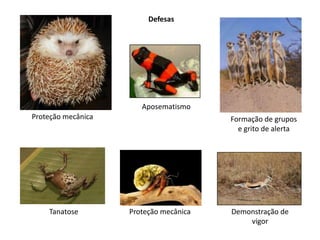 Defesas




                       Aposematismo
Proteção mecânica                       Formação de grupos
                                          e grito de alerta




    Tanatose        Proteção mecânica   Demonstração de
                                            vigor
 