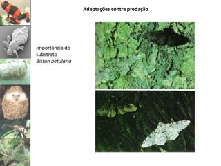 Adaptações contra predação




Importância do
substrato
Biston betularia
 