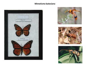 Mimetismo batesiano
 