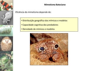 Mimetismo Batesiano


Eficiência do mimetismo depende de:


     • Distribuição geográfica dos mímicos e modelos
     • Capacidade cognitiva dos predadores
     • Densidade de mímicos e modelos
 