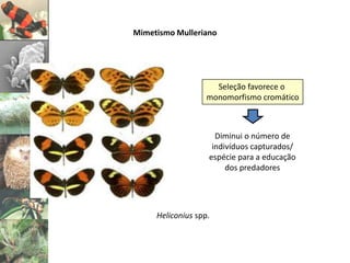 Mimetismo Mulleriano




                     Seleção favorece o
                   monomorfismo cromático



                     Diminui o número de
                    indivíduos capturados/
                   espécie para a educação
                        dos predadores




     Heliconius spp.
 