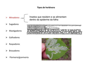 Tipos de herbívoro



 Minadores               Insetos que residem e se alimentam
                          dentro da epiderme da folha
 Sugadores

 Mastigadores

 Galhadores

 Raspadores

 Brocadores

 Florivoria/granivoria
 