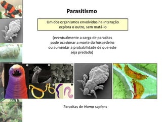 Parasitismo
Um dos organismos envolvidos na interação
      explora o outro, sem matá-lo

  (eventualmente a carga de parasitas
 pode ocasionar a morte do hospedeiro
ou aumentar a probabilidade de que este
            seja predado)




         Parasitas de Homo sapiens
 