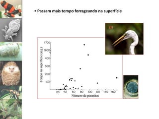 • Passam mais tempo forrageando na superfície


                                      !!!
 