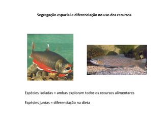 Segregação espacial e diferenciação no uso dos recursos
Espécies isoladas = ambas exploram todos os recursos alimentares
Espécies juntas = diferenciação na dieta
 