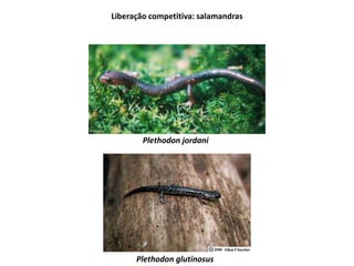 Liberação competitiva: salamandras
Plethodon jordani
Plethodon glutinosus
 