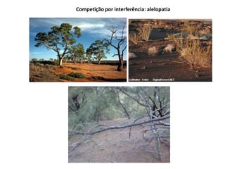 Competição por interferência: alelopatia
 