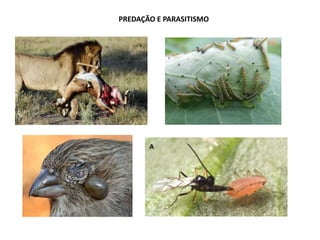 PREDAÇÃO E PARASITISMO
 