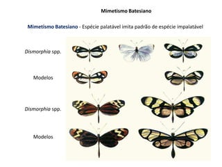 Mimetismo Batesiano
Modelos
Modelos
Dismorphia spp.
Dismorphia spp.
Mimetismo Batesiano - Espécie palatável imita padrão de espécie impalatável
 