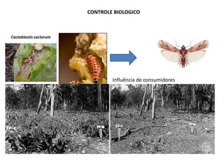 Influência de consumidores
Cactoblastis cactorum
CONTROLE BIOLOGICO
 