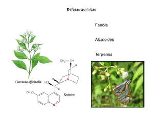 Defesas químicas
Fenóis
Alcaloides
Terpenos
 