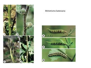 Mimetismo batesiano
 