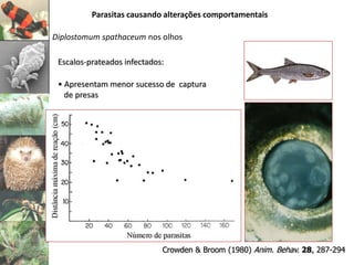 Crowden & Broom (1980) Anim. Behav. 28, 287-294
Parasitas causando alterações comportamentais
Diplostomum spathaceum nos olhos
Escalos-prateados infectados:
• Apresentam menor sucesso de captura
de presas
 