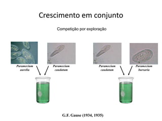 Crescimento em conjunto
Paramecium
aurelia
Paramecium
caudatum
Paramecium
bursaria
G.F. Gause (1934, 1935)
Paramecium
caudatum
Competição por exploração
 