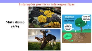 Interações positivas interespecíficas
Mutualismo
(+/+) https://brasilescola.uol.com.br/biologia/simbiose.htm
https://www.facebook.com/arvoresertecnologico/photos/a.501991869943424/1821091744700090
https://www.estudopratico.com.br/mutualismo/
 