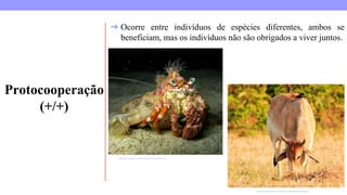 Protocooperação
(+/+)
https://www.infoescola.com/relacoes-ecologicas/protocooperacao/
https://www.biologianet.com/ecologia/protocooperacao.htm
➔ Ocorre entre indivíduos de espécies diferentes, ambos se
beneficiam, mas os indivíduos não são obrigados a viver juntos.
 