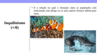 https://www.infoescola.com/relacoes-ecologicas/inquilinismo/
Inquilinismo
(+/0)
https://dex.descomplica.com.br/enem/biologia/enem-extensivo-relacoes-ecologicas-harmonicas/explicacao/1
➔ É a relação na qual a interação entre as populações está
relacionada com abrigo ou se uma espécie fornece habitat para
outra.
 