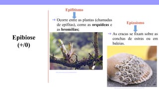 Epibiose
(+/0)
https://www.infoescola.com/ecologia/epifitismo/
Epifitismo
Epizoísmo
➔ Ocorre entre as plantas (chamadas
de epífitas), como as orquídeas e
as bromélias;
➔ As cracas se fixam sobre as
conchas de ostras ou em
baleias.
https://pt.dreamstime.com/cracas-em-uma-concha-do-mar-image124279188
 