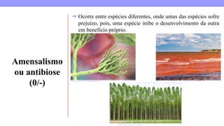 Amensalismo
ou antibiose
(0/-) https://www.preparaenem.com/biologia/penicilina.htm https://www.gestaoeducacional.com.br/mare-vermelha/
➔ Ocorre entre espécies diferentes, onde umas das espécies sofre
prejuízo, pois, uma espécie inibe o desenvolvimento da outra
em benefício próprio.
https://conhecimentocientifico.com/antibiose/
 