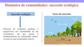 Dinâmica de comunidades- sucessão ecológica
Processo de mudanças graduais e
progressivas nas comunidades de um
ecossistema, até que ocorra o
estabelecimento da comunidade clímax,
ou seja, de uma comunidade estável;
Fases da sucessão
Sucessão ecológica
https://www.todoestudo.com.br/biologia/sucessao-ecologica
 