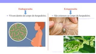 Endoparasita
➔ Vivem dentro do corpo do hospedeiro;
Ectoparasita
➔ São extensos ao corpo do hospedeiro.
https://www.todamateria.com.br/esquistossomose/
https://diariodonordeste.verdesmares.com.br/regiao/verao-exige-
cuidados-contra-parasitas-em-cao-1.1158541
https://terramagna.com.br/blog/pulgao/
 