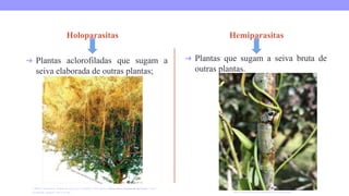 Holoparasitas
➔ Plantas aclorofiladas que sugam a
seiva elaborada de outras plantas;
Hemiparasitas
➔ Plantas que sugam a seiva bruta de
outras plantas.
CABRAL, Thais Ginicolo. Relações dos seres vivos. In: CABRAL, Thais Ginicolo. Ciências (Ensino fundamental anos finais). 7º anos, 1.
ed. São Paulo : Maxiprint, 2019. p.341-346. https://www.famivita.com.br/conteudo/cha-de-erva-de-passarinho/
 