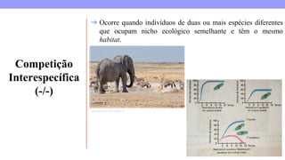 Competição
Interespecífica
(-/-)
https://escolakids.uol.com.br/ciencias/competicao.htm
➔ Ocorre quando indivíduos de duas ou mais espécies diferentes
que ocupam nicho ecológico semelhante e têm o mesmo
habitat.
 