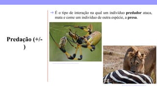 Predação (+/-
)
https://mundoeducacao.uol.com.br/biologia/relacoes-ecologicas.htm
http://www.mzufba.ufba.br/WEB/MZV_arquivos/artropodes_aranhas.html
➔ É o tipo de interação na qual um indivíduo predador ataca,
mata e come um indivíduo de outra espécie, a presa.
 