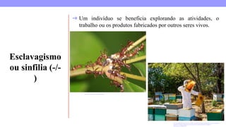 Esclavagismo
ou sinfilia (-/-
)
heio-de-abelhas-homem-com-uniforme-de-protecao-esta-trabalhando-em-uma-pequena-
fazenda-de-apiario-obtendo-o-favo-de-mel-de-uma-colmeia-de-madeira-
apicultura_21788953.htm
http://www.portal.zoo.bio.br/media646
➔ Um indivíduo se beneficia explorando as atividades, o
trabalho ou os produtos fabricados por outros seres vivos.
 
