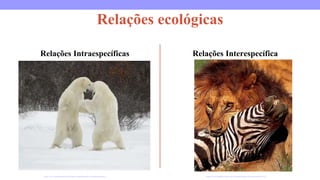 Relações ecológicas
Relações Intraespecíficas Relações Interespecífica
https://www.preparaenem.com/biologia/competicao-inter-intraespecifica.htm https://www.mundoecologia.com.br/animais/habitat-do-leao-onde-ele-vive/
 