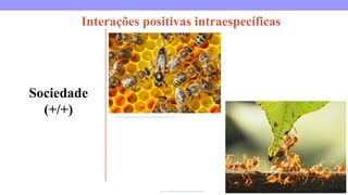 Interações positivas intraespecíficas
Sociedade
(+/+)
https://escolaeducacao.com.br/relacoes-ecologicas/
https://mundoeducacao.uol.com.br/biologia/relacoes-ecologicas.htm
 