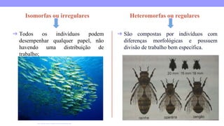 Isomorfas ou irregulares
➔ Todos os indivíduos podem
desempenhar qualquer papel, não
havendo uma distribuição de
trabalho;
Heteromorfas ou regulares
➔ São compostas por indivíduos com
diferenças morfológicas e possuem
divisão de trabalho bem específica.
http://salvador-nautico.blogspot.com/2020/04/cardume.html
 