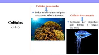 ➔ Formadas por indivíduos
com formas e funções
distintas;
Colônias
(+/+)
Colônias homomorfas
Colônias heteromorfas
➔ Todos os indivíduos são iguais
e executam todas as funções;
https://www.mindomo.com/pt/mindmap/interaccion-de-las-poblaciones-cd472c046b694990b47716afc64d7986
https://www.biologianet.com/ecologia/colonias.htm
 