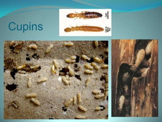 Cupins
 