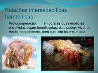 Relações interespecíficas
harmônicas
 Protocooperação embora as duas espécies
envolvidas sejam beneficiadas, elas podem viver de
modo independente, sem que isso as prejudique.
 