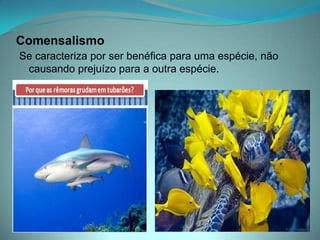 Comensalismo
Se caracteriza por ser benéfica para uma espécie, não
causando prejuízo para a outra espécie.
 