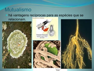 Mutualismo
 há vantagens recíprocas para as espécies que se
relacionam.
 