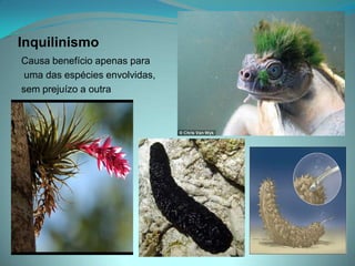 Inquilinismo
Causa benefício apenas para
uma das espécies envolvidas,
sem prejuízo a outra
 