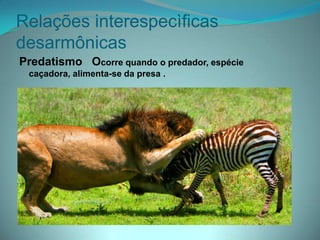 Relações interespecìficas
desarmônicas
Predatismo Ocorre quando o predador, espécie
caçadora, alimenta-se da presa .
 