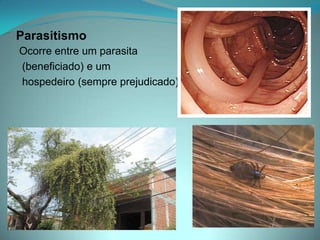 Parasitismo
Ocorre entre um parasita
(beneficiado) e um
hospedeiro (sempre prejudicado).
 