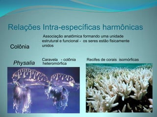 Relações Intra-específicas harmônicas
Colônia
Physalia heteromórfica
Associação anatômica formando uma unidade
estrutural e funcional - os seres estão fisicamente
unidos
Caravela - colônia Recifes de corais isomórficas
 